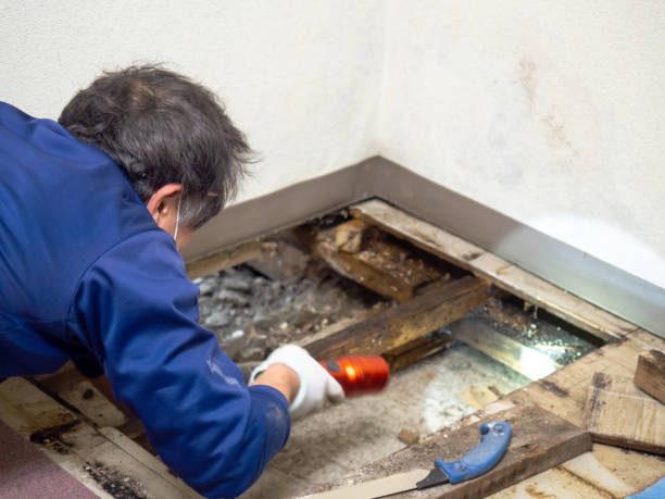 Best Post-Flood Mold Remediation in Sprague, WV