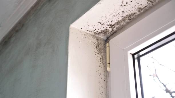 Best Post-Flood Mold Remediation in Sprague, WV