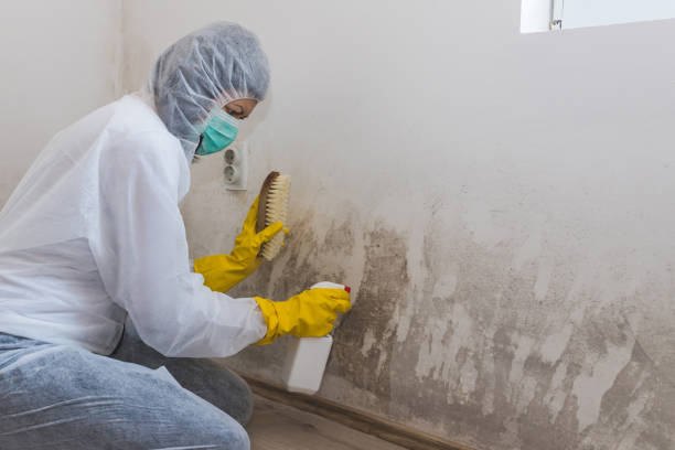 Best Basement Mold Remediation in Sprague, WV