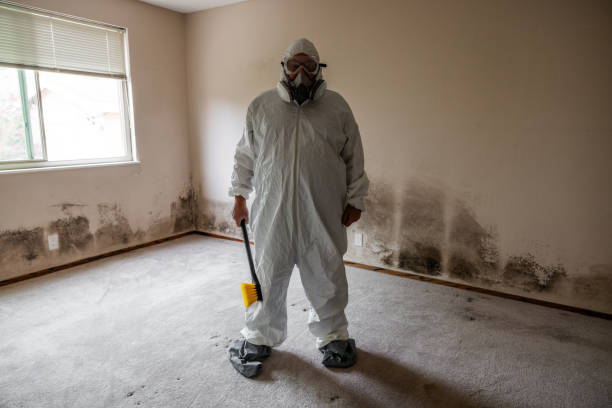 Best Attic Mold Remediation in Sprague, WV