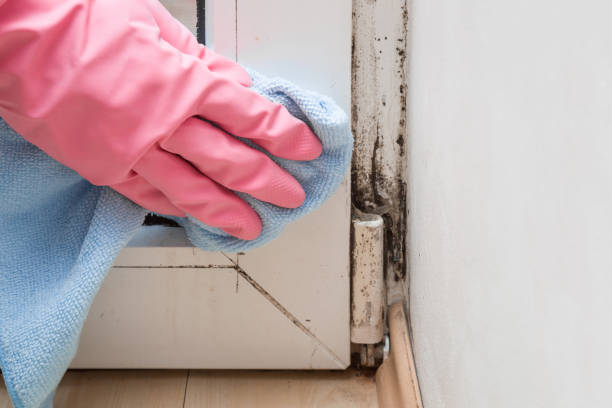 Best Commercial Mold Remediation in Sprague, WV